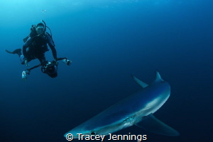 Unexpected model. Photographing blue sharks off south africa by Tracey Jennings 